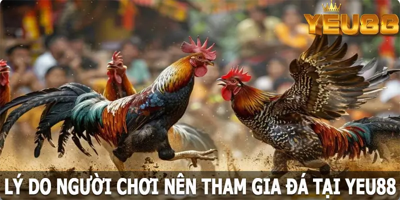 Lý do người chơi nên tham gia đá gà tại Yeu88