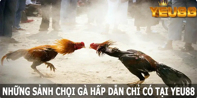 Những sảnh chọi gà hấp dẫn chỉ có tại Yeu88